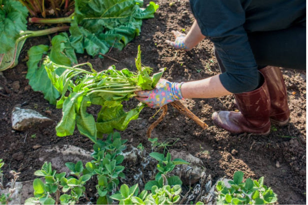 Rhubarb Root