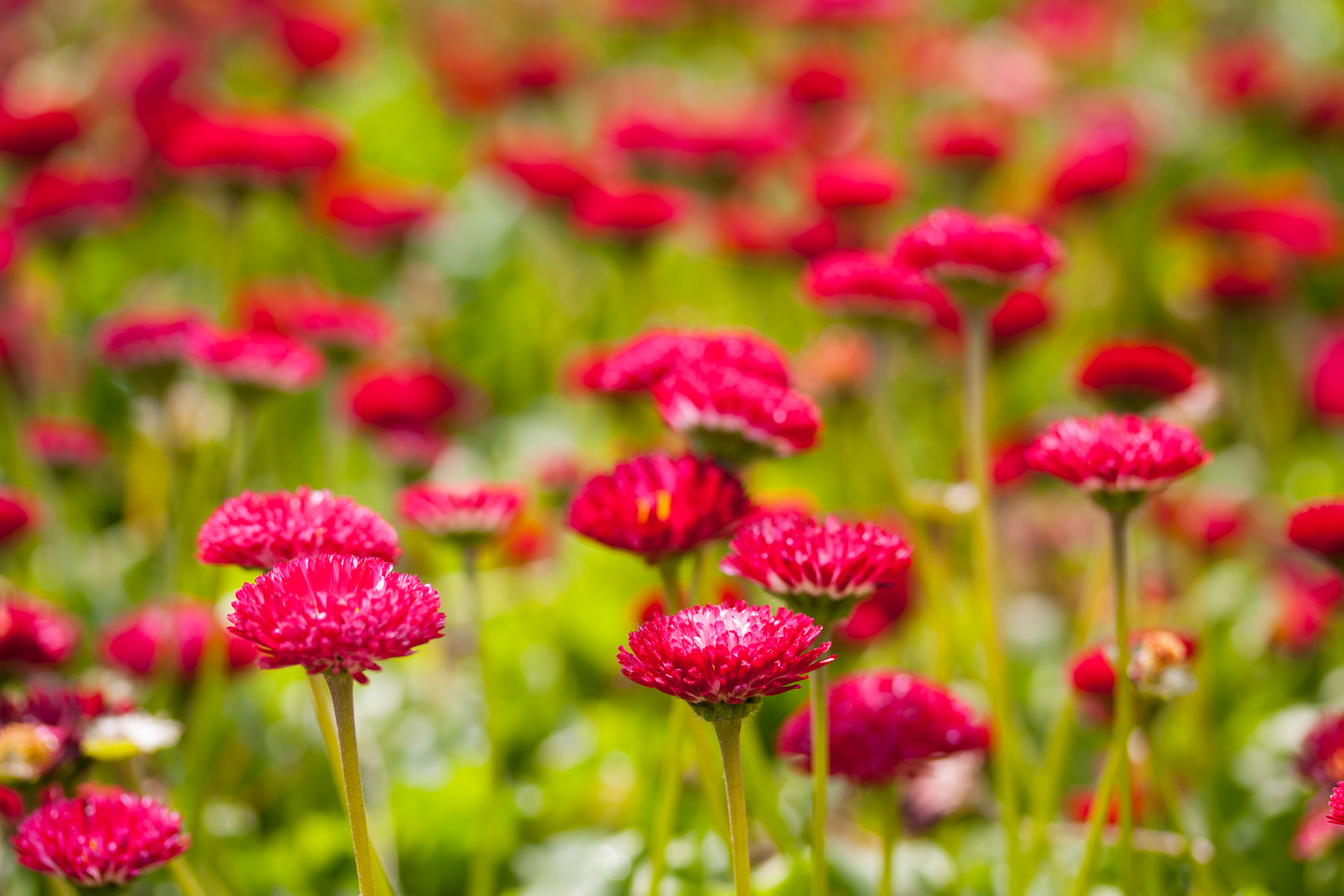 Red Clover