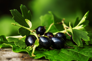 Black Currant